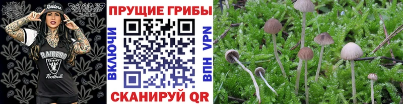 Галлюциногенные грибы Psilocybine cubensis сколько стоит Чишмы